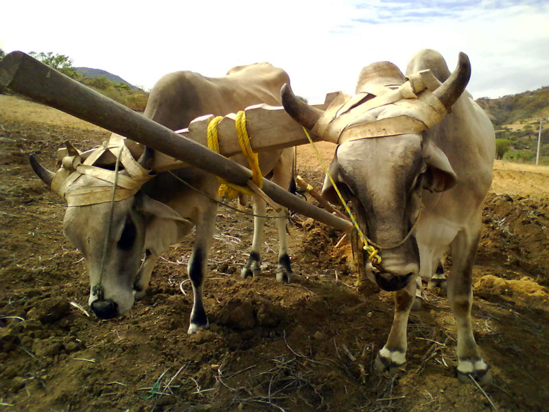 Two light-colored oxen with yellow ropes around their horns stand in a muddy field, holding long wooden poles.